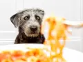 Czy pies może makaron? Dowiedz się, jak bezpiecznie go podawać