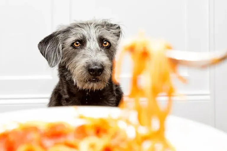 Czy pies może makaron? Dowiedz się, jak bezpiecznie go podawać