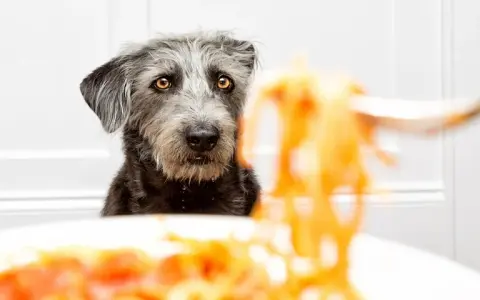Czy pies może makaron? Dowiedz się, jak bezpiecznie go podawać