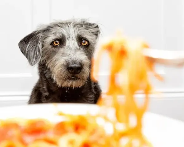 Czy pies może makaron? Dowiedz się, jak bezpiecznie go podawać